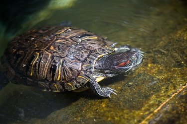 Red Ear Turtle Shells