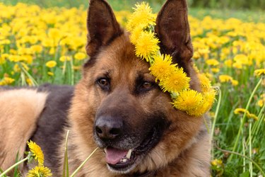 Beautiful German Shepherd in a flower wreath of bright yellow dandelions lies in a field of flowers.
