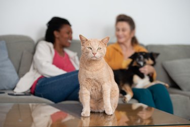 Two women chatting, sitting with their pets: cat and dog.