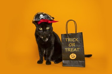 Black Cat in Halloween Costume With Trick Or Treat Bag