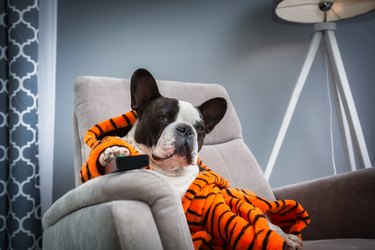 French bulldog in orange tiger bathrobe watch tv on the arm chair