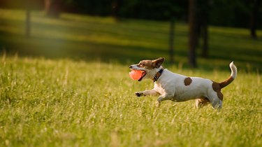 Dog running in the grass