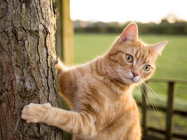 Ginger cat on tree trunk