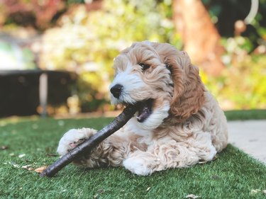 Small cockapoo puppy chewing on a stick outside