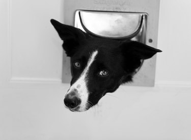 Sheepdog in a flap