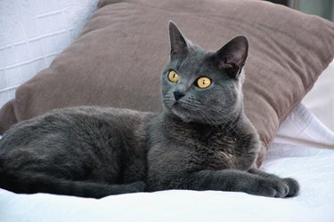 Gray Chartreux cat with pumpkin colored eyes on a bed with white bedding and a gray throw pillow.