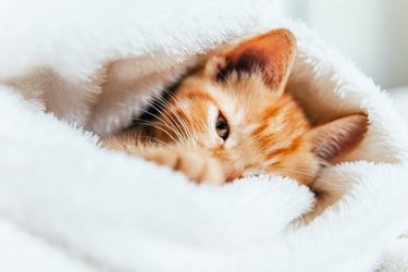 Cute ginger kitten looks at camera