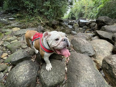 English bulldog hiking