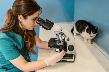Female vet with cat and microscope.