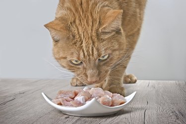 Tabby cat looking curious to plate of fresh meat on the table.