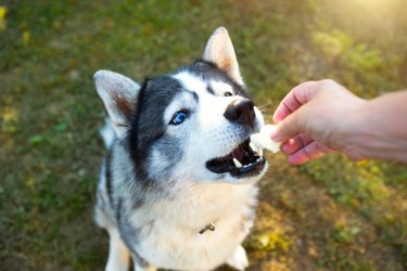 why is my dog losing his teeth