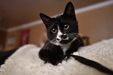 Cuddly Tuxedo Kitten