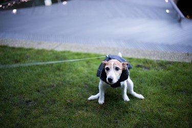 Small dog pooping on grass