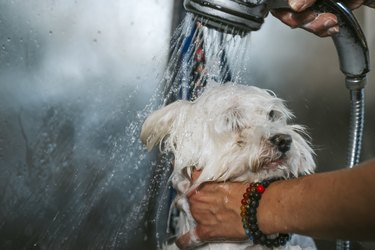 Close-up of a bichon maltese pet being bathed in a dog groomer's shop