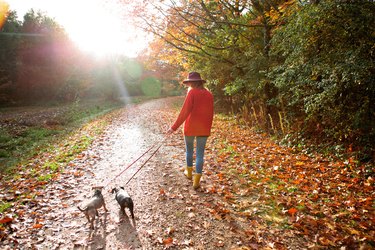 Woman walking dogs in an autumn woodland