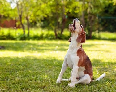 Barking beagle in summer garden.