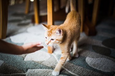Cat sniffing hand