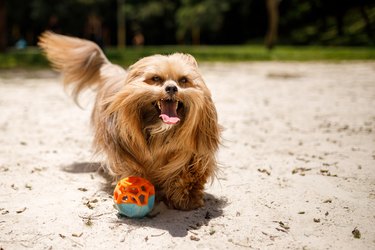 Dog playing outside with toy