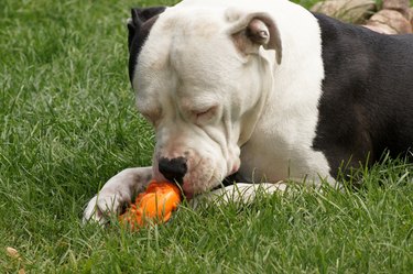 Dog chews on rubber chewing bones