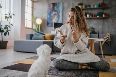 Woman training her dog at home using dog treats