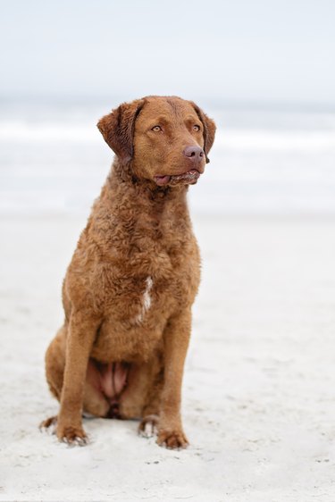 A brown Chesapeake Bay Retriever is sitting on the beach.