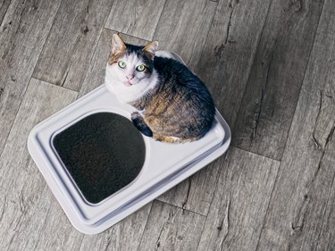 Cute Tabby Cat Sitting On A Top-Entry Litter Box And Looking Up To The Camera. High Angle View.