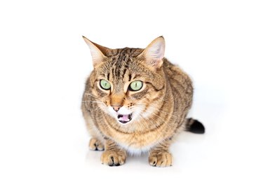 Tabby cat with mouth open on white background