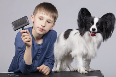 A little boy combs a black and white papillon dog.