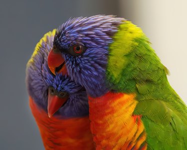 two colorful tropical pet birds