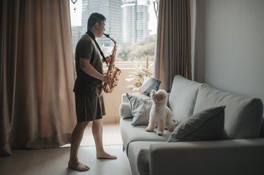 asian chinese mid adult man practicing saxophone with his pet toy poodle in living room with online class using digital tablet