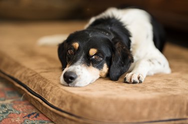 Close up of a black and white dog on a couch