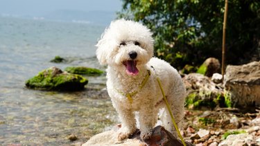 Smiling bichon