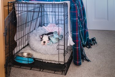 A very young Boston Terrier puppy sleeping in her crate with the door open. There are blankets over the top.