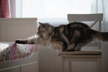 Maine coon cat (gentle giant)