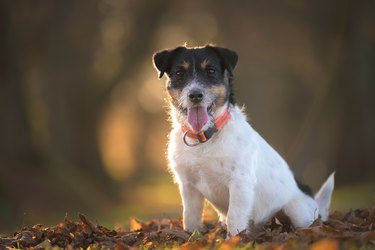 Proud little Jack Russell Terrier dog sitting on leaves and posing in autumn.