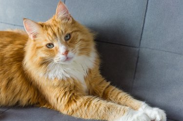 Fluffy red cat on floor