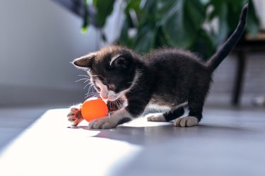 Little black kitten playing with orange ball in living room of house.