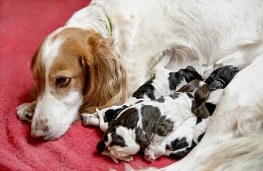 Newborn Cute Cocker Spaniel Puppies Feeding from their mother