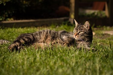 Cat lies a in the grass and looks to the left curiously and attentively