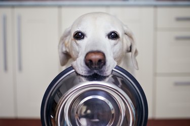 Cute Labrador Retriever Is Carrying Dog Bowl In His Mouth. Hungry Dog Waiting For Feeding At Home.