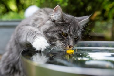 cat in garden