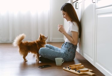 Portrait of beautiful young Asian woman sitting on wooden floor in modern kitchen enjoy with cute her dog and gives dog biscuit while drinking coffee in the morning. Concept of raising domestic dog