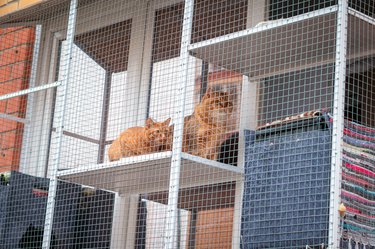 Two red cats are sitting in special house made of metal mesh or rods for walking cats on apartment window