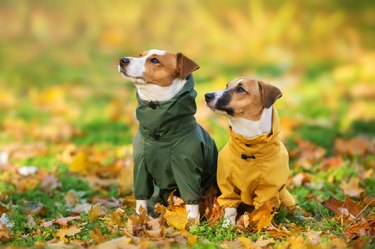 Two Jack Russel terrier dogs are sitting in fall leaves, both are wearing sweaters.