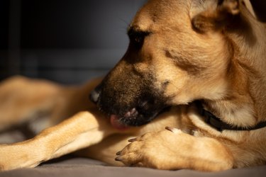 Brown dog licking its leg.
