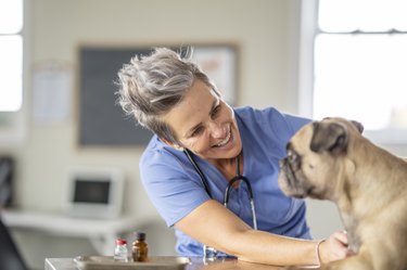 Veterinarian Comforting a Dog