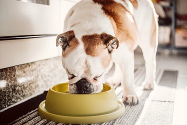 dog eating from green bowl