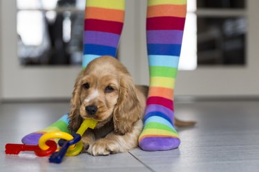 Low section of girl wearing colorful stockings standing by young English Cocker Spaniel on floor at home