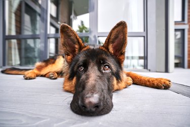 A German Shepherd dog lies with a thoughtful look on the veranda.