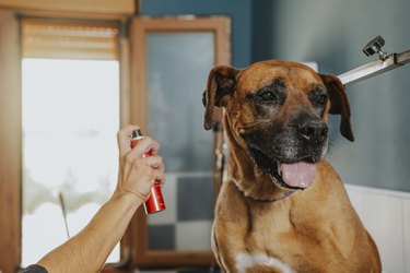 Dog groomer sprays cologne on a boxer dog
